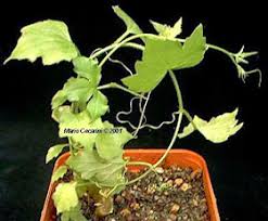 Image result for Kedrostis nana