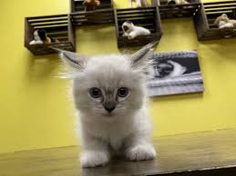 I have purebred ragdoll kittens available. Ragdoll Long Hair Kittens For Sale In Westchester New York