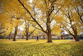 It's an absolutely beautiful technique. Washington University Washington University In St Louis