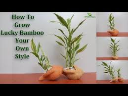 For example, a vase or all glass. How To Grow Lucky Bamboo Your Own Style Lucky Bamboo Growing And Care Tips Subtitle Green Plants Youtube