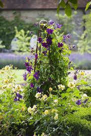 Maybe you would like to learn more about one of these? How To Grow Clematis