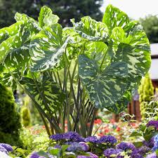 P Allen Smith Selection Elephant Ears Hilo Beauty Set Of 1 Bulb Elephant Ear Bulbs Elephant Ears Planting Bulbs