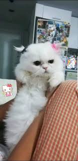 Pin By Didem Aksoy On Sheba Animals Cats