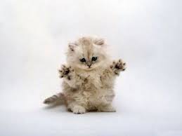 En Sirin Hayvanlar Resimleri Hayvan Resimleri Foto Galeri Sayfa 9 Goruntuler Ile Cute Kittens Komik Hayvanlar Cok Sirin Hayvanlar