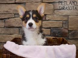 Saturday 5/8/2021 @ 10:00 am. Pembroke Welsh Corgi Puppies Petland Sarasota