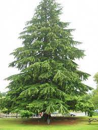 Eastern Hemlock Evergreen Tree Tattoo Evergreen Landscape Conifer Trees