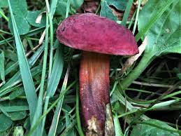 Ruby Bolete