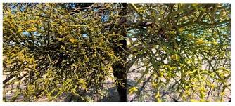 Image result for Viscum shirense