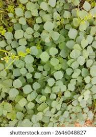 Image result for Rhynchosia tricuspidata