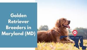 Puppyfinder.com is your source for finding an ideal puppy for sale near frederick, maryland, usa area. 29 Golden Retriever Breeders In Maryland Md Golden Retriever Puppies For Sale Animalfate