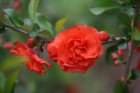 An attractive plant for the spring garden. Flowering Quince Hgtv