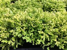 Image result for Selaginella kraussiana