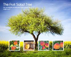 We did not find results for: 4 In 1 Fruit Salad Tree For Sale Willis Orchards Willis Orchards