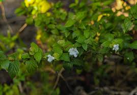 Image result for Mostuea batesii