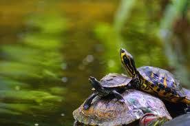 Karya Cah Enom Cara Memelihara Kura Kura Secara Alami