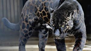 Black Jaguar Wallpaper 62 Pictures We've gathered more than 3 million images uploaded by our users and sorted them by the most popular ones. black jaguar wallpaper 62 pictures