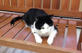 Maybe you would like to learn more about one of these? All Pets Medical Center Llc 16 Waterhouse Road Buzzards Bay Reviews And Appointments Topvet