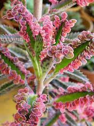 Kalanchoe Pink Butterflies Pink Mother Of Thousands World Of Succulents Succulents Unusual Plants Pink Succulent