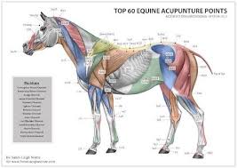Equine Acupuncture Points Chart There Are Many More Stress
