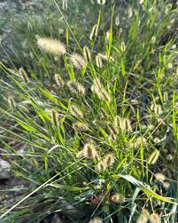Image result for Setaria parviflora