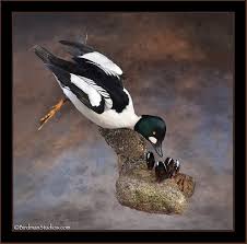 New Mounts Gallery 1 Waterfowl Taxidermy Bird Taxidermy Taxidermy