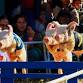 Pig Day Out