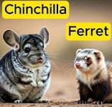 Cute & Cuddly Animals (Gr. PreK-6, Sign Up Online)