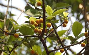 Image result for Ficus exasperata