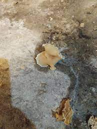 Growing edible mushrooms in your basement edible mushrooms are grown from tiny spores that rely on substances like sawdust, grain, straw or wood chips for nourishment. This Fungus I Found Growing Under Some Junk Boxes In The Basement Mildlyinteresting
