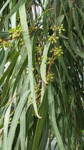 Check spelling or type a new query. 1 282 Gumtree Leaves Photos Free Royalty Free Stock Photos From Dreamstime