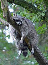 Tierpark Essehof 1 Schlafender Waschbar Sleeping Raccoon Sleeping Animals Cute Raccoon Raccoon Funny