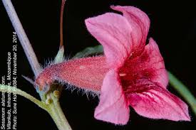 Image result for Sesamum alatum