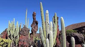 El jardín de cactus de lanzarote es uno de los centros turísticos de lanzarote que no hay que perderse en nuestra visita por la isla, es una de las alberga en su interior más de 10.000 plantas de cactus de más de 1.200 especies diferentes, originarias de zonas tan distantes como, perú. Jardin De Cactus Wikipedia