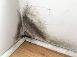 Basements in most houses tend to have a moisture problem due to a variety of reasons. Black Mold On Drywall Get Rid Of It Right Away Clean Water Partners