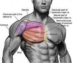 The thorax is located in the upper trunk, defined anteriorly by the sternum bone, laterally thorax muscles internal view. Chest Muscles Anatomy In This Video I Talk About The Muscles That Come From The Thoracic Wall And Chest Muscles That Insert On The Shoulder Bones Pika S Track