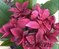 Pin By Liselle On Just Frangipanis In 2020 Frangipani Plants