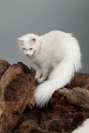 Très confortable pour un prix abordable. Jasmine Chat Maine Coon Meuse Arbre Aux Coons Birmalove S