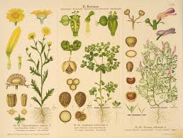 Vintage Botanical Chart Collateral Botanical Prints