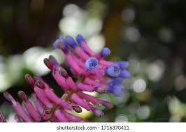 Image result for Holubia saccata