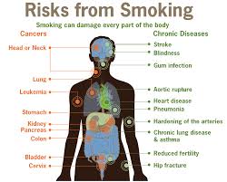 For this reason, mouth cancer such as squamous cell carcinoma (scc) can result. Effects Of Smoking On The Body Serp