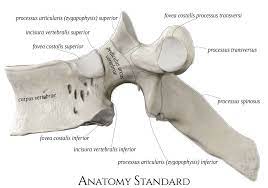 There are 33 vertebrae, or bones, in the spine. Typical Thoracic Vertebra Side View Thoracic Vertebrae Vertebrae Thoracic