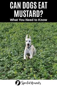 This is because mustard seeds are toxic for dogs to ingest. Can Dogs Eat Mustard What You Need To Know Dogs Dog Feeding Can Dogs Eat