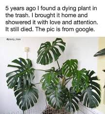 Pin By Alexandra Mcqueen On Plant Memes Gardening Memes Funny Picture Quotes Stupid Memes