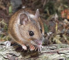 pin von auf mouses niedliche tiere tier fotos tiere