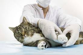 Doktor Kedi Veteriner Tedavi Pansuman Stok Fotograf C Armin Burkhardt 4172389 Stockfresh