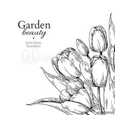 Tulip Flower And Leaves Drawing Border Vector Hand Drawn Engraved Floral Frame Drawing Borders Tulip Drawing Flower Sketches