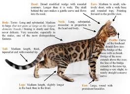 The Bengal Cat Bengal Cats Bengals Illustrated Bengal