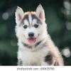 Content updated daily for maryland puppy rescue 1