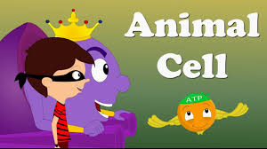 .cells are more rectangular and animal cells are sort of round, plant cells use chloroplasts for food, animal cells use mitochondria plant cells have one large vacuole, where as animal cells have a lot of small ones, plant cells lack lysosomes plant cells have cell wall but animal cells do not have this. Animal Cell Aumsum Kids Science Education Children Youtube