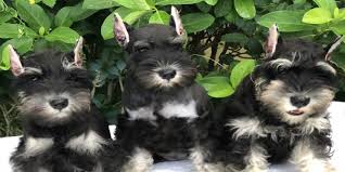 Mini schnauzer puppies born november twenty first and will be ready to go to a new home january akc miniature schnauzer puppies available for sale three females two males all black … ack miniature, toy and teacup schnauzer puppies. Miniature Schnauzer Breeder Quality Bred Akc Puppies Reberstein S
